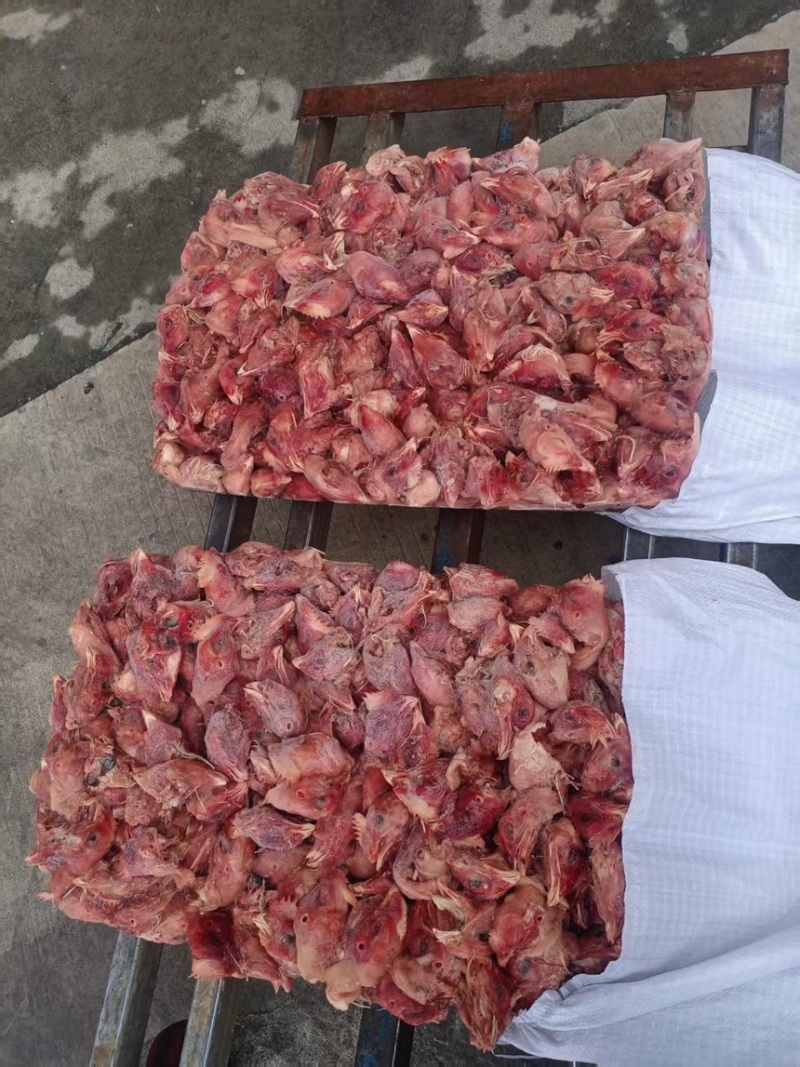肉鸡鸡头