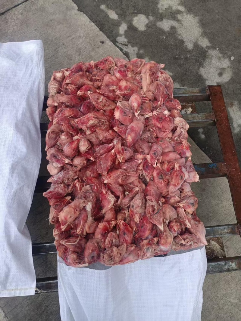 肉鸡鸡头