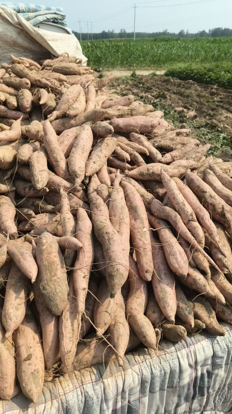 红薯冰糖心哈蜜红薯现挖现发产地直供一手货源