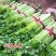 皇后芹菜苗西芹香芹根芹高产四季春秋盆栽阳台基地直发