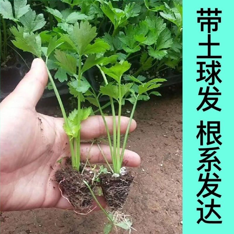皇后芹菜苗西芹香芹根芹高产四季春秋盆栽阳台基地直发