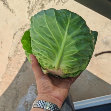 甘蓝