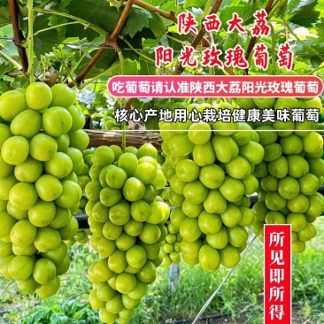 《阳光玫瑰》陕西葡萄/产地货源/质量三包/供应电商市场