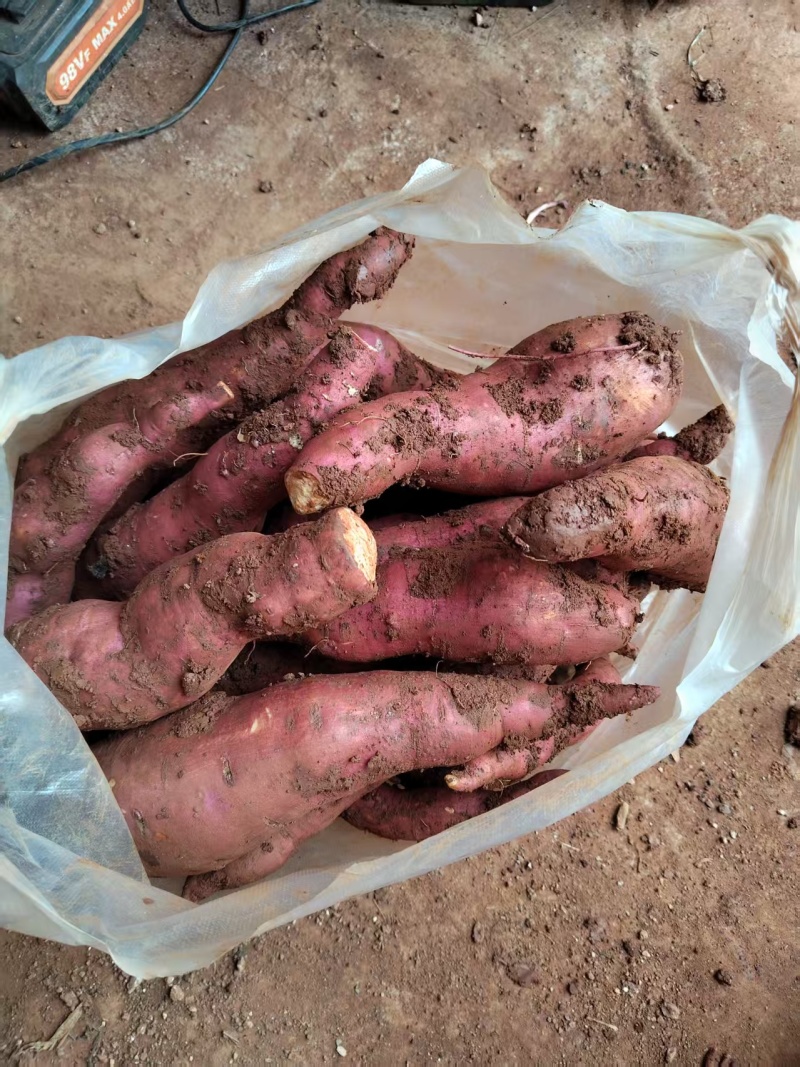 西瓜红薯工厂货