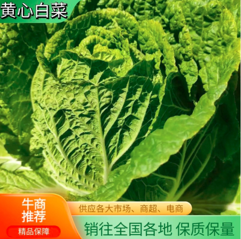 河北黄心大白菜品质好一手货源欢迎来电咨询