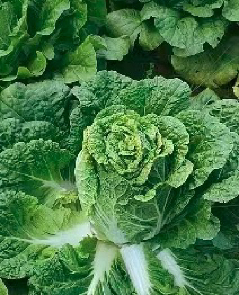 河北黄心大白菜品质好一手货源欢迎来电咨询