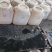 槐花蜂蜜高浓度41.5度抗生素农残留合格散装75公斤桶