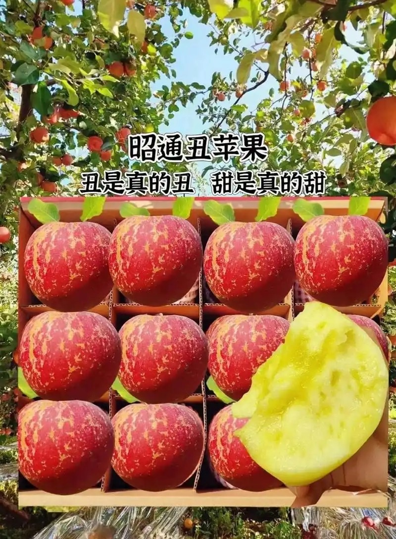 （一件代发）电商对接抖音助农拼多多视频号各种平台主播