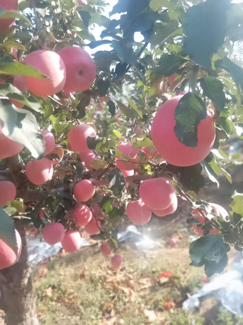 寒富苹果