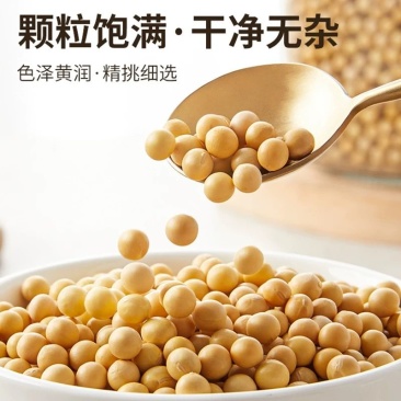 5斤东北笨黄豆新鲜大豆非转基因大豆子豆浆原料营养早餐1