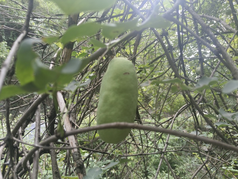 八月瓜，八至九成熟。