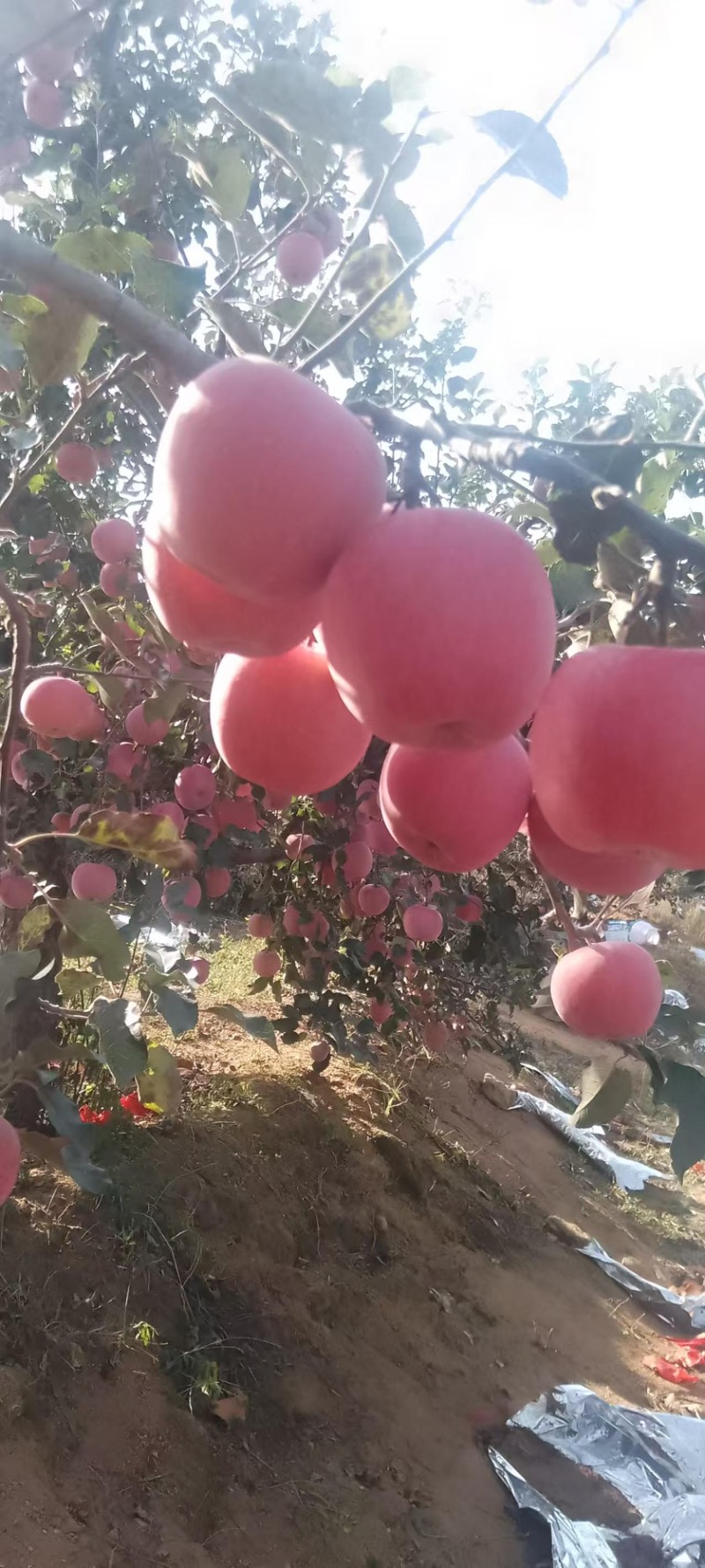红富士苹果
