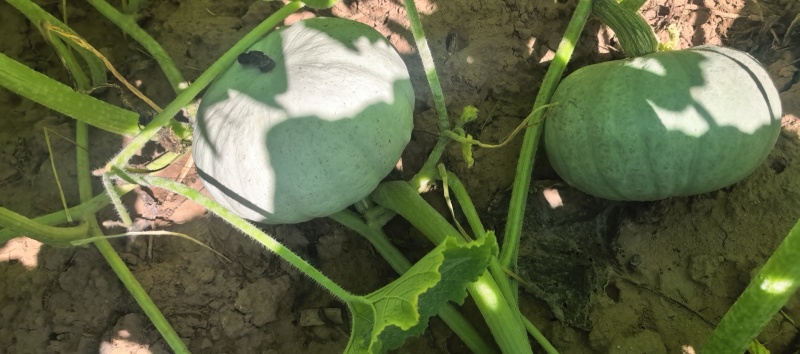 陕北定边旱地银栗南瓜！