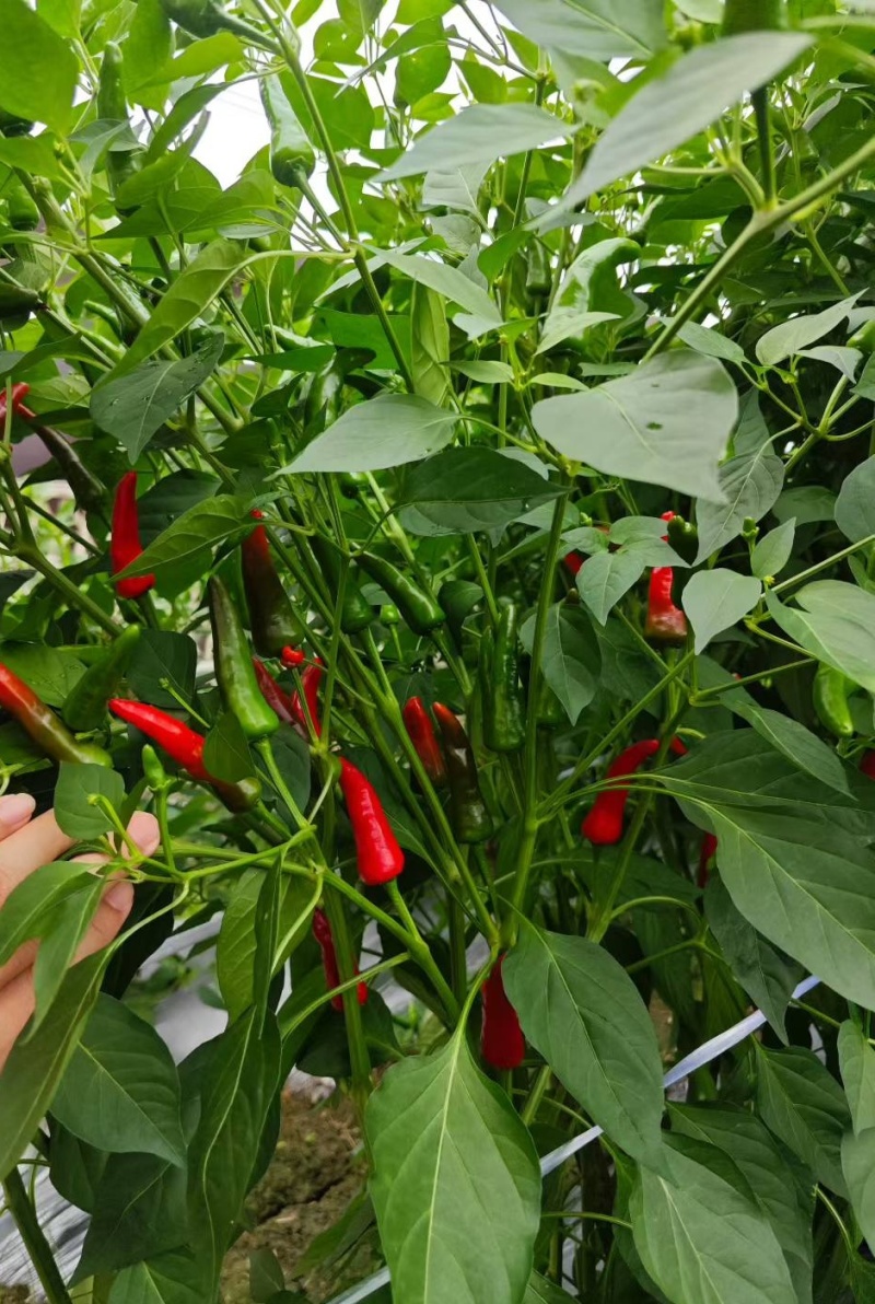 小米辣椒【朝天辣椒】出售