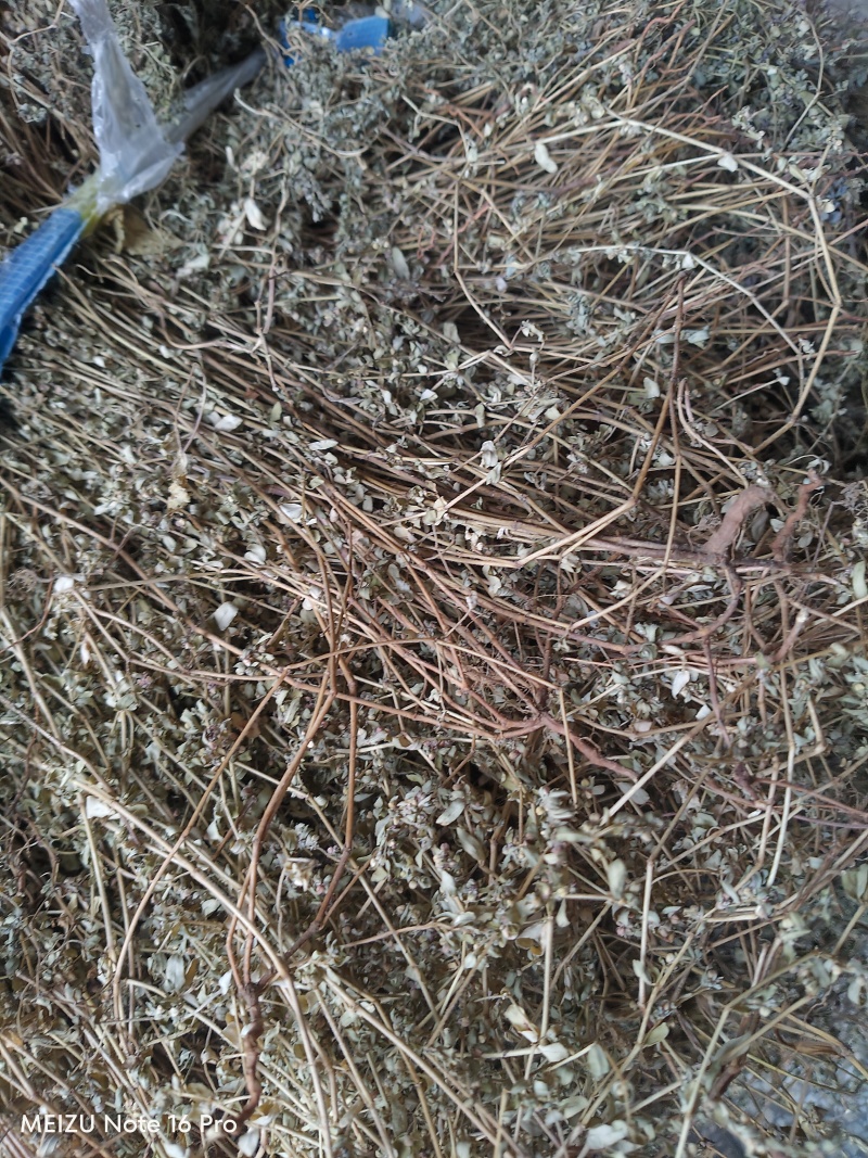 地锦草野生货干净无杂质周边老百姓地里割的人工挑选产地直发
