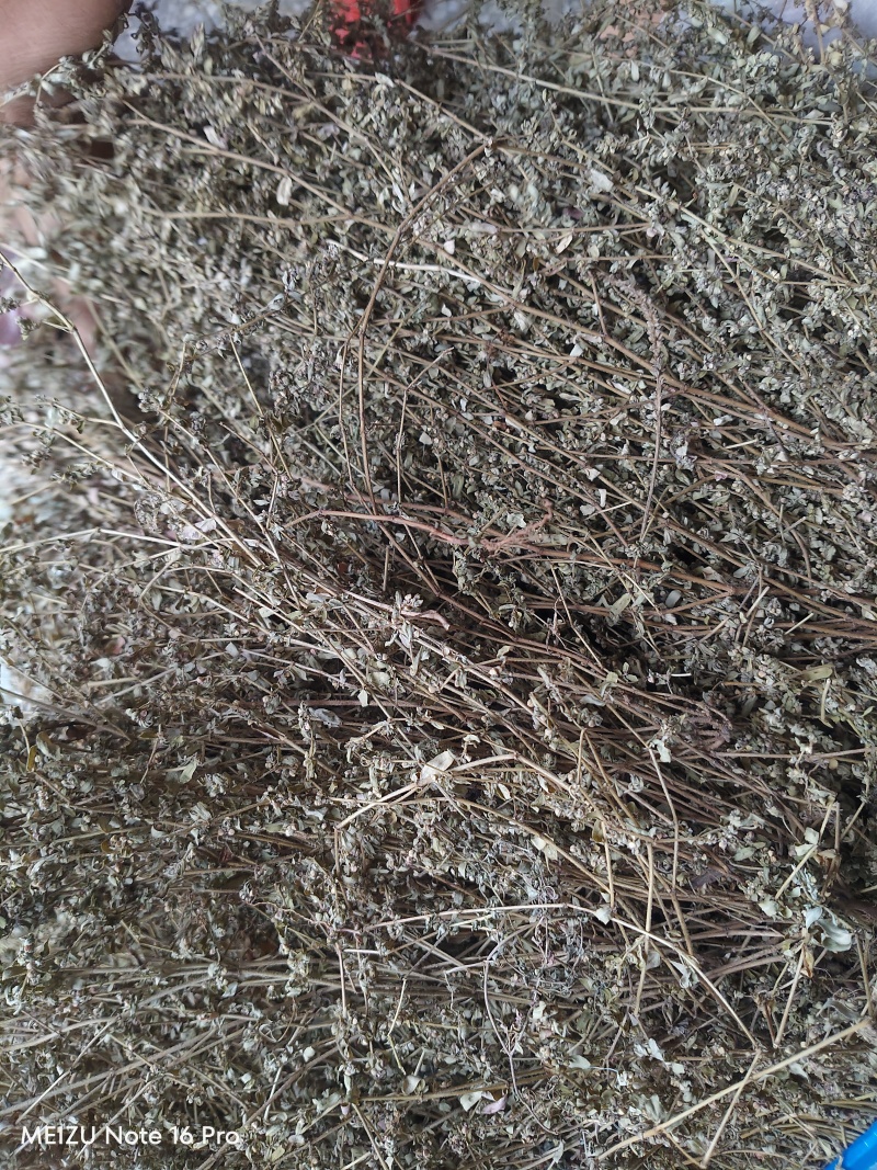 地锦草野生货干净无杂质周边老百姓地里割的人工挑选产地直发