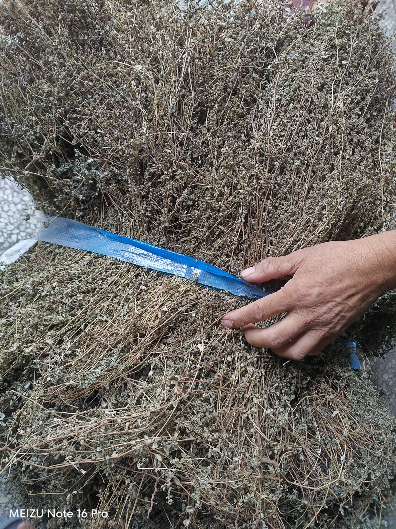地锦草野生货干净无杂质周边老百姓地里割的人工挑选产地直发