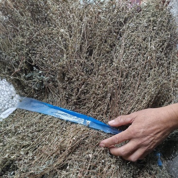 地锦草野生货干净无杂质周边老百姓地里割的人工挑选产地直发
