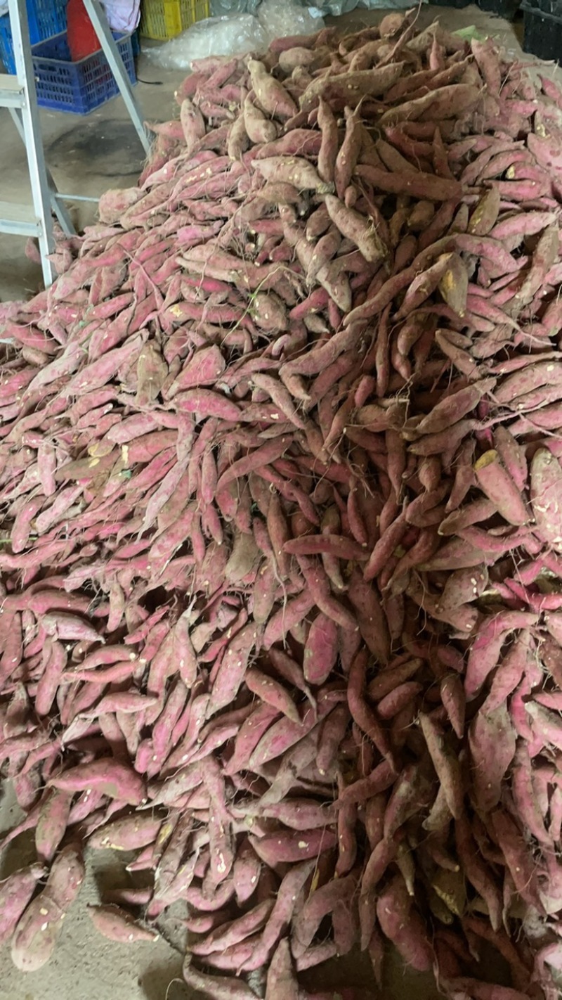 精品小香薯30-200克单果