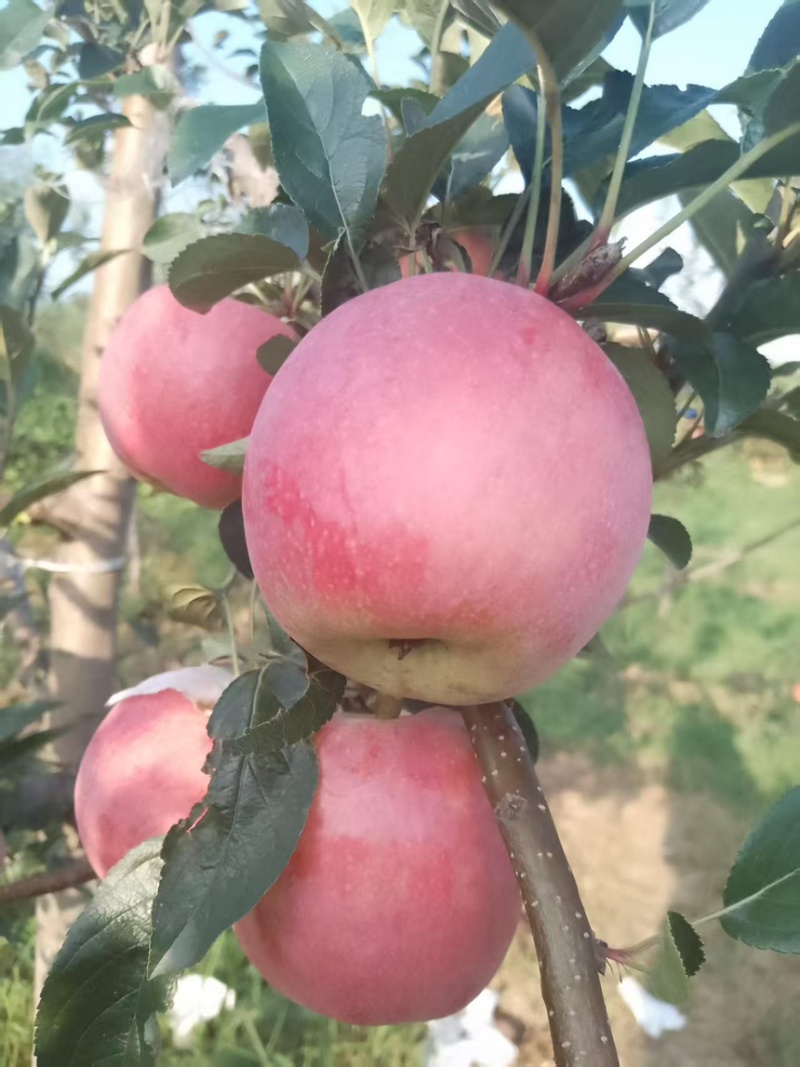 鲁丽苹果