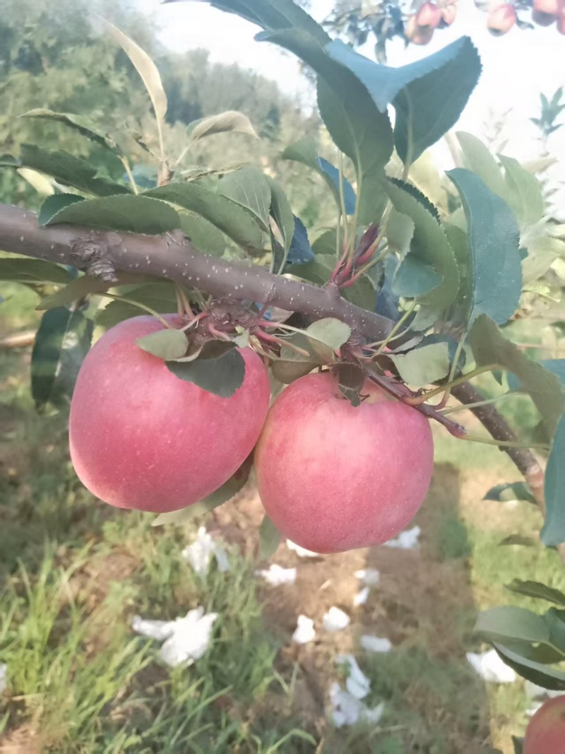 鲁丽苹果