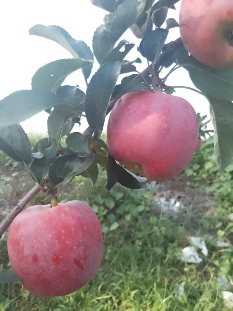 鲁丽苹果