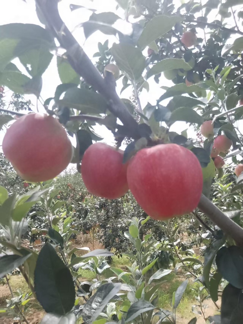 鲁丽苹果