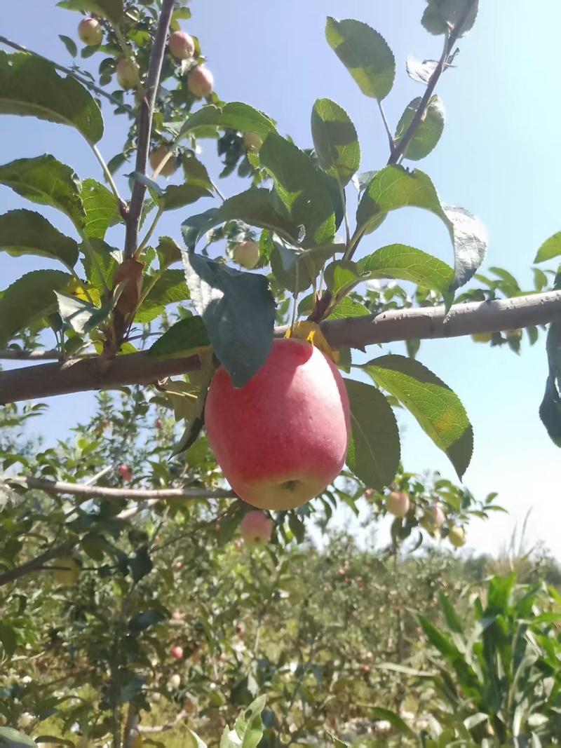 鲁丽苹果