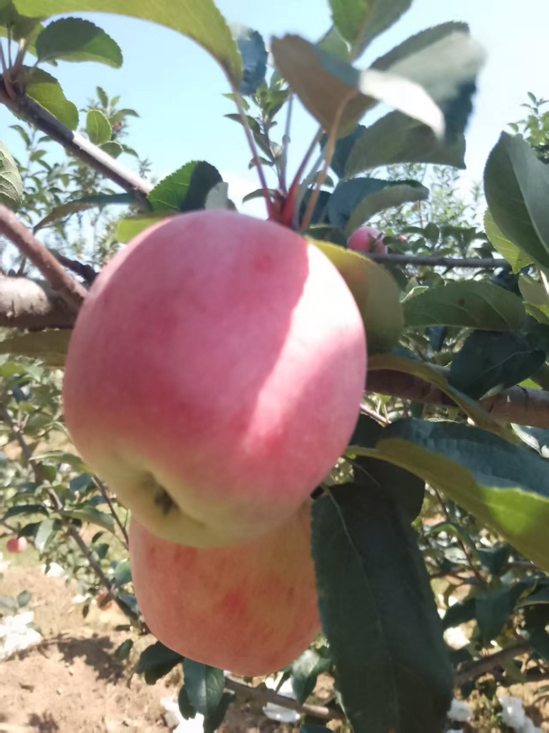 鲁丽苹果