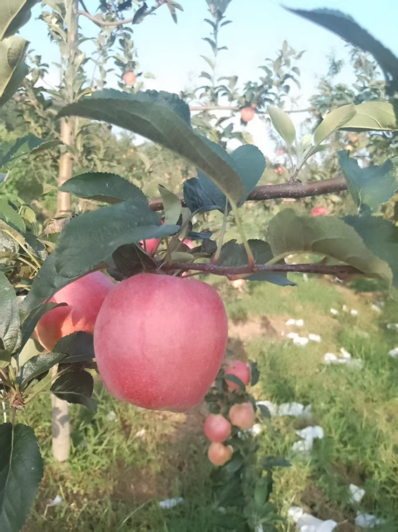 鲁丽苹果