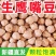 生鹰嘴豆新疆鹰嘴豆***新疆直发新疆正宗鹰嘴豆生豆干豆推荐