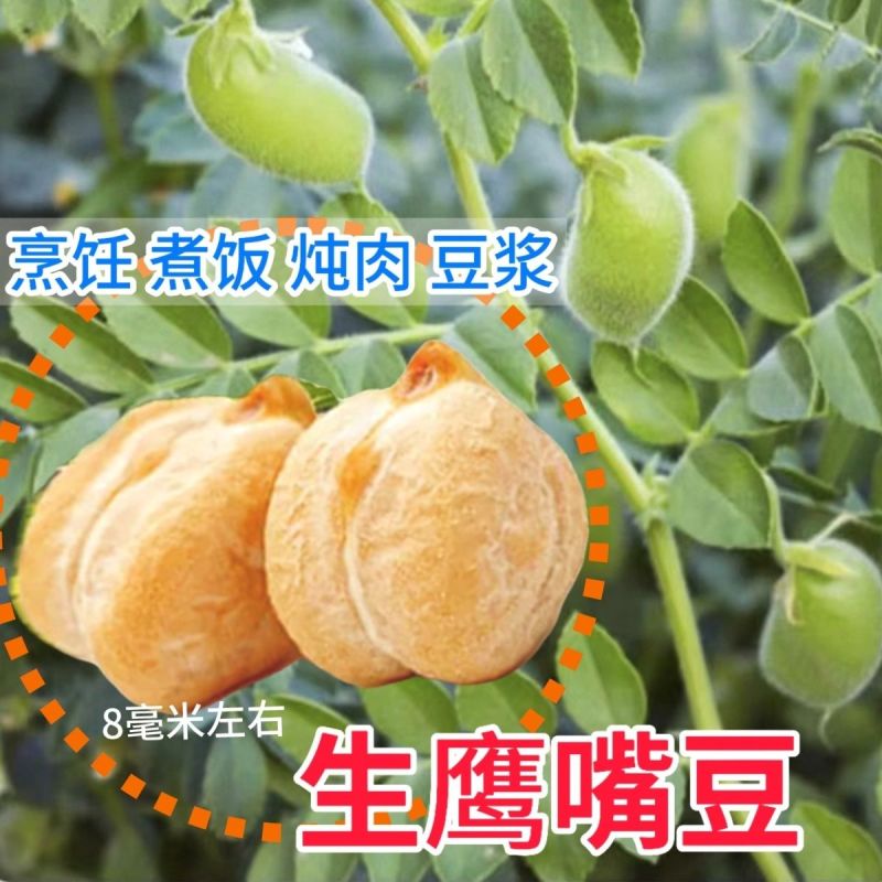 生鹰嘴豆新疆鹰嘴豆***新疆直发新疆正宗鹰嘴豆生豆干豆推荐