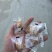 代发快递，新疆枣，灰枣骏枣，蒸枣，玫瑰奶枣元气姜枣