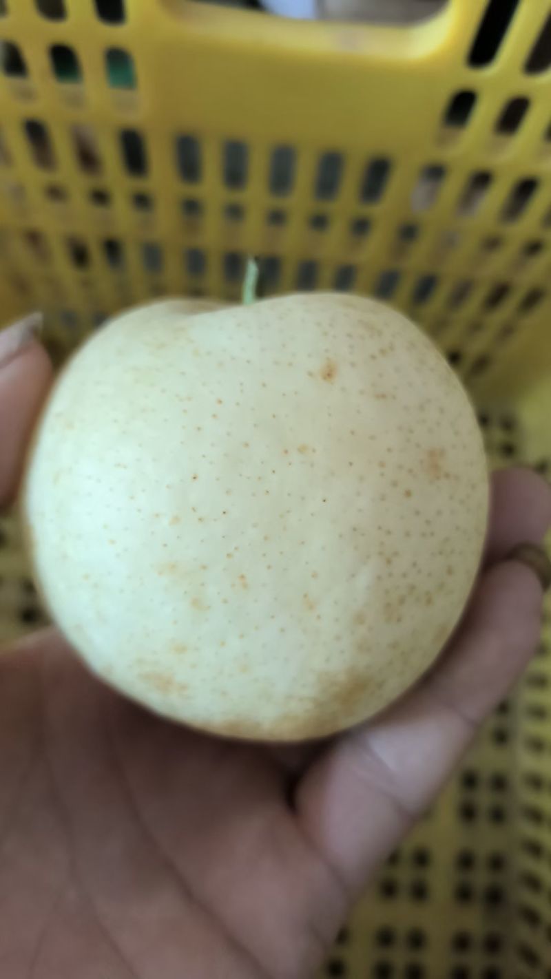 正宗连州水晶梨