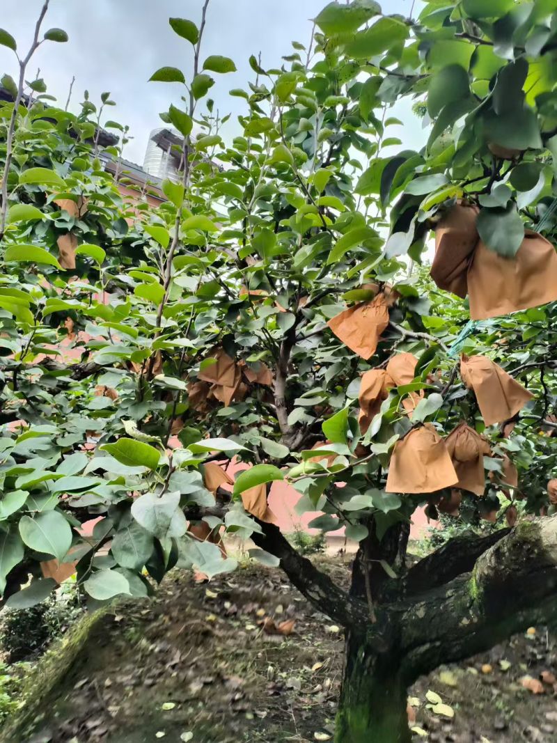 正宗连州水晶梨