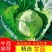 河北甘蓝圆包菜，货源充足品质保证全国发货诚信经营
