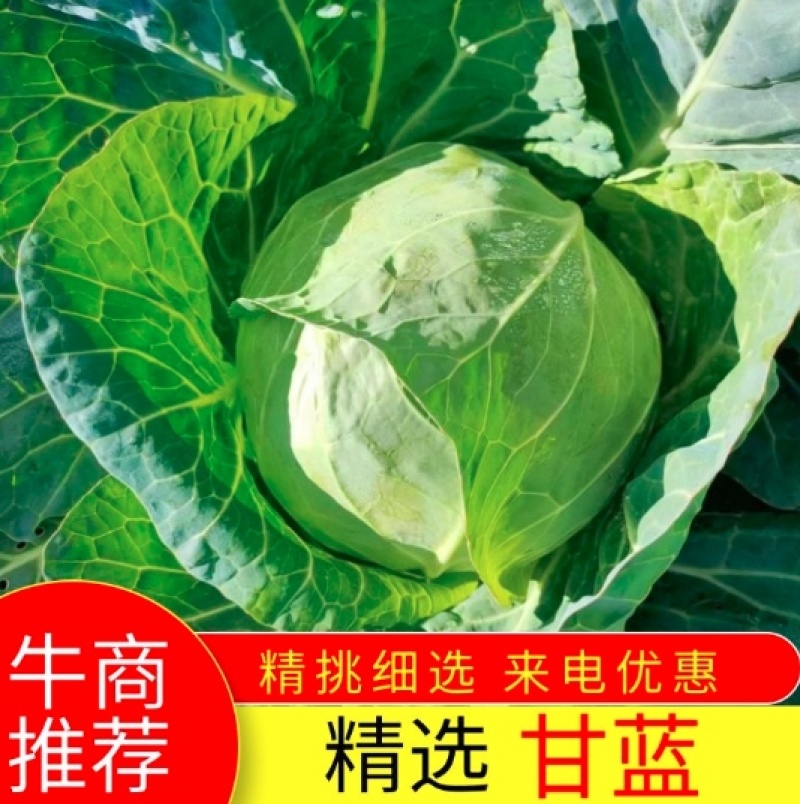 河北甘蓝圆包菜，货源充足品质保证全国发货诚信经营