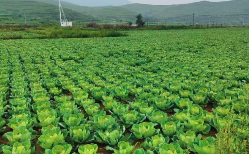 河北甘蓝圆包菜，货源充足品质保证全国发货诚信经营