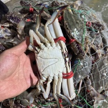 鲜活梭子蟹，精品大公，6两以上，一手货源，欢迎采购