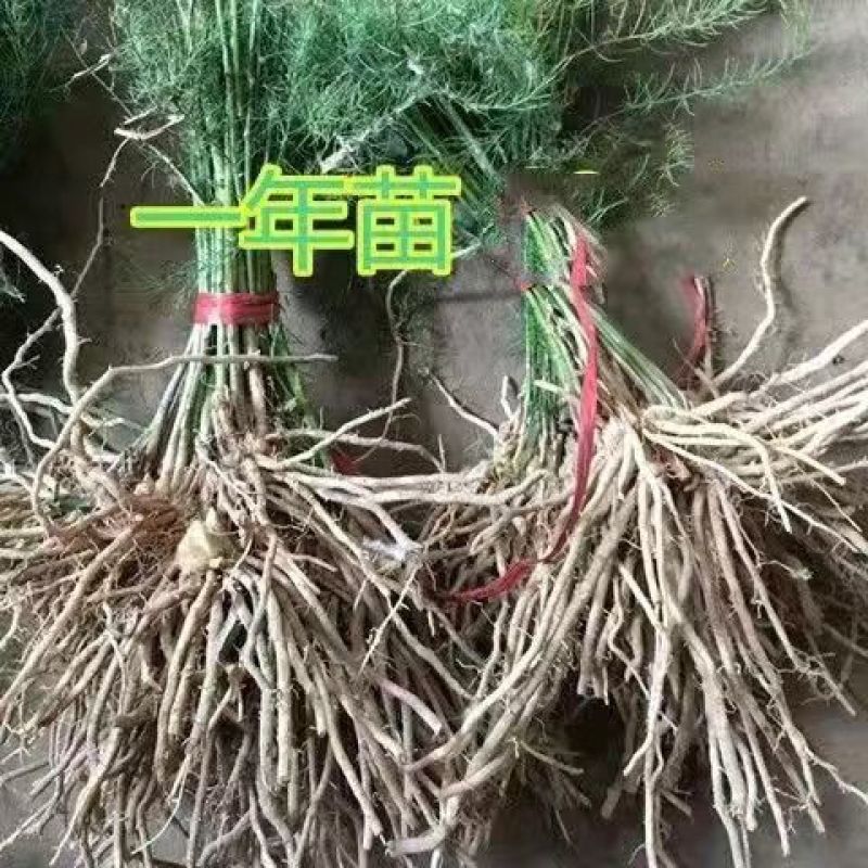 芦笋苗根芦笋苗种苗食用蔬菜苗四季多年生阳台盆栽种植带芽现挖