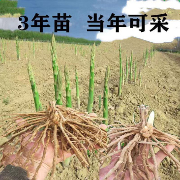 芦笋苗根芦笋苗种苗食用蔬菜苗四季多年生阳台盆栽种植带芽现挖