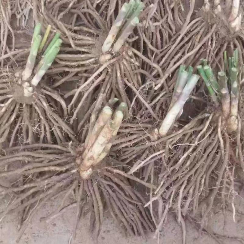 芦笋苗根芦笋苗种苗食用蔬菜苗四季多年生阳台盆栽种植带芽现挖