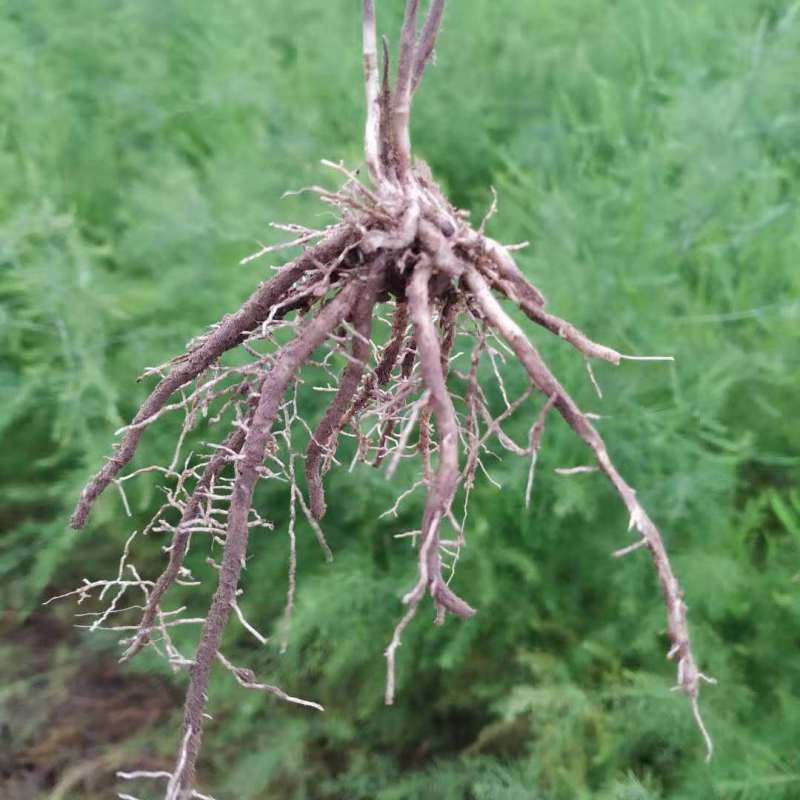 芦笋苗根芦笋苗种苗食用蔬菜苗四季多年生阳台盆栽种植带芽现挖
