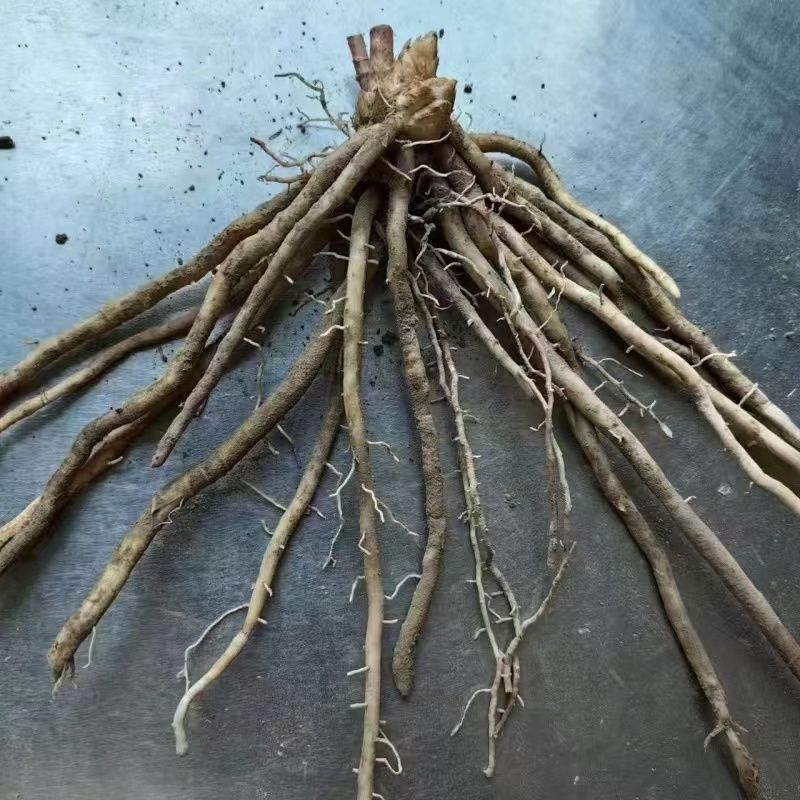 芦笋苗根芦笋苗种苗食用蔬菜苗四季多年生阳台盆栽种植带芽现挖