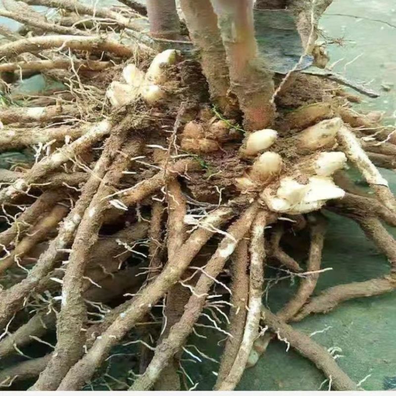 芦笋苗根芦笋苗种苗食用蔬菜苗四季多年生阳台盆栽种植带芽现挖