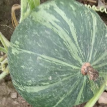 板栗南瓜