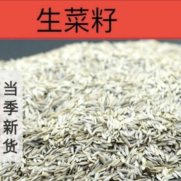 生菜子新货干净无杂质黑白生菜籽批发零售量大优惠