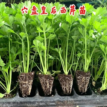 皇后芹菜苗西芹香芹根芹高产四季春秋盆栽阳台基地直发