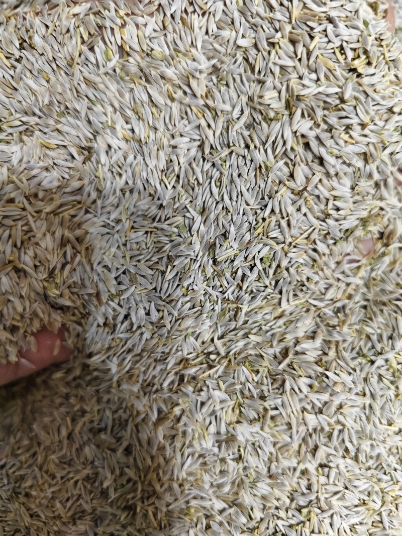 生菜子新货干净无杂质黑白生菜籽批发零售量大优惠