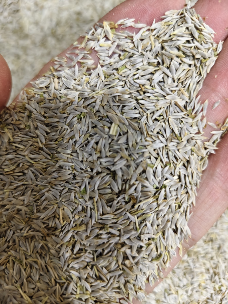 生菜子新货干净无杂质黑白生菜籽批发零售量大优惠